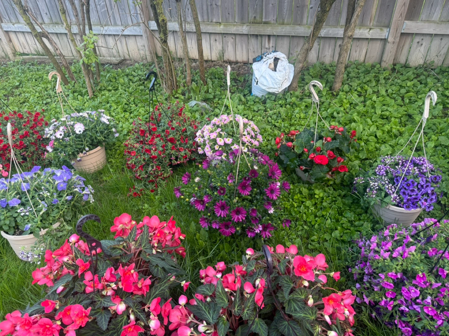 Assorted Hanging Flower  Baskets