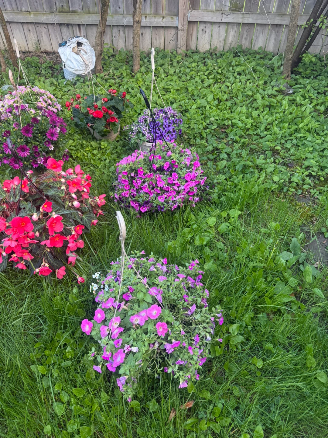 Assorted Hanging Flower  Baskets - photo 4