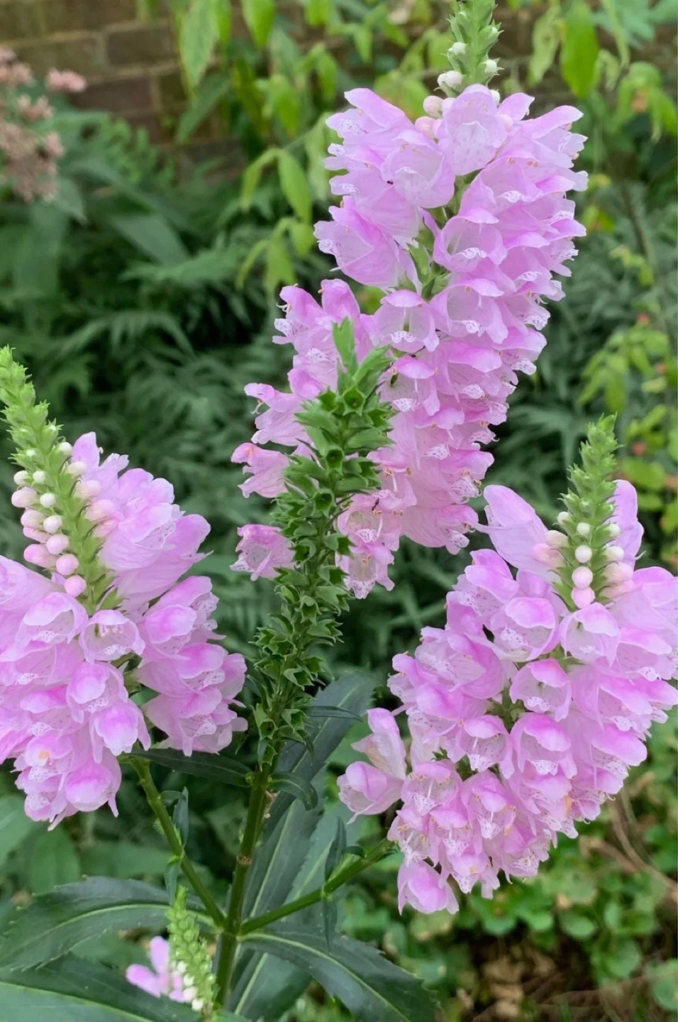 4 different perennial plants (see description) - photo 3
