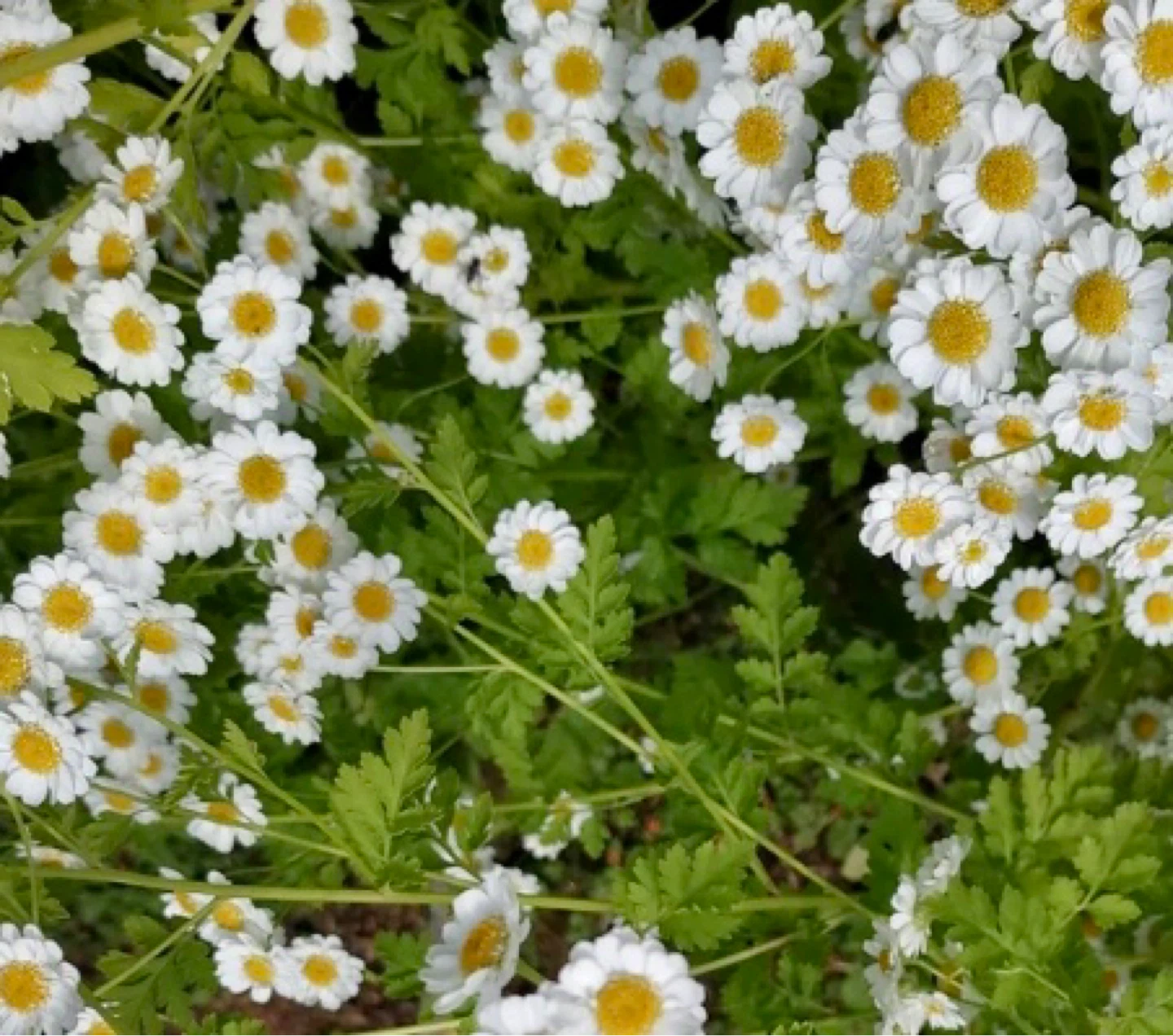 4 different perennial plants (see description)