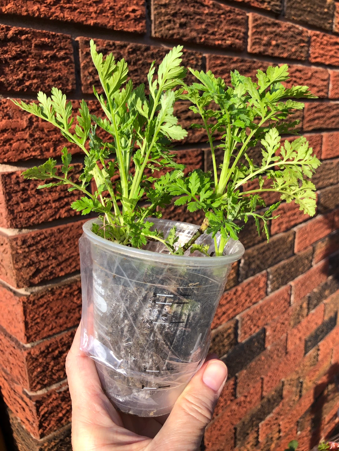 4 different perennial plants (see description) - photo 2