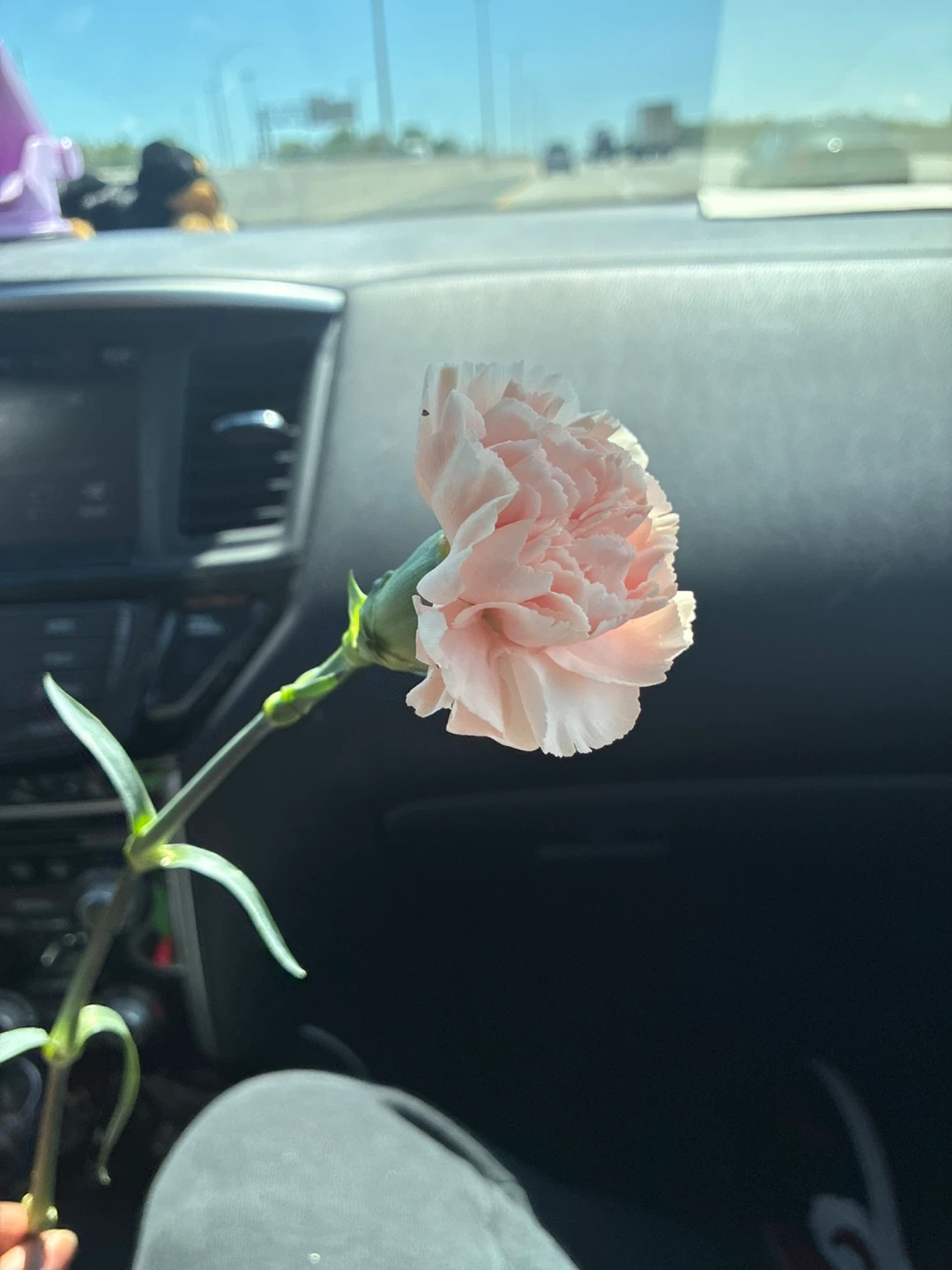 Light Pink Carnation Flower