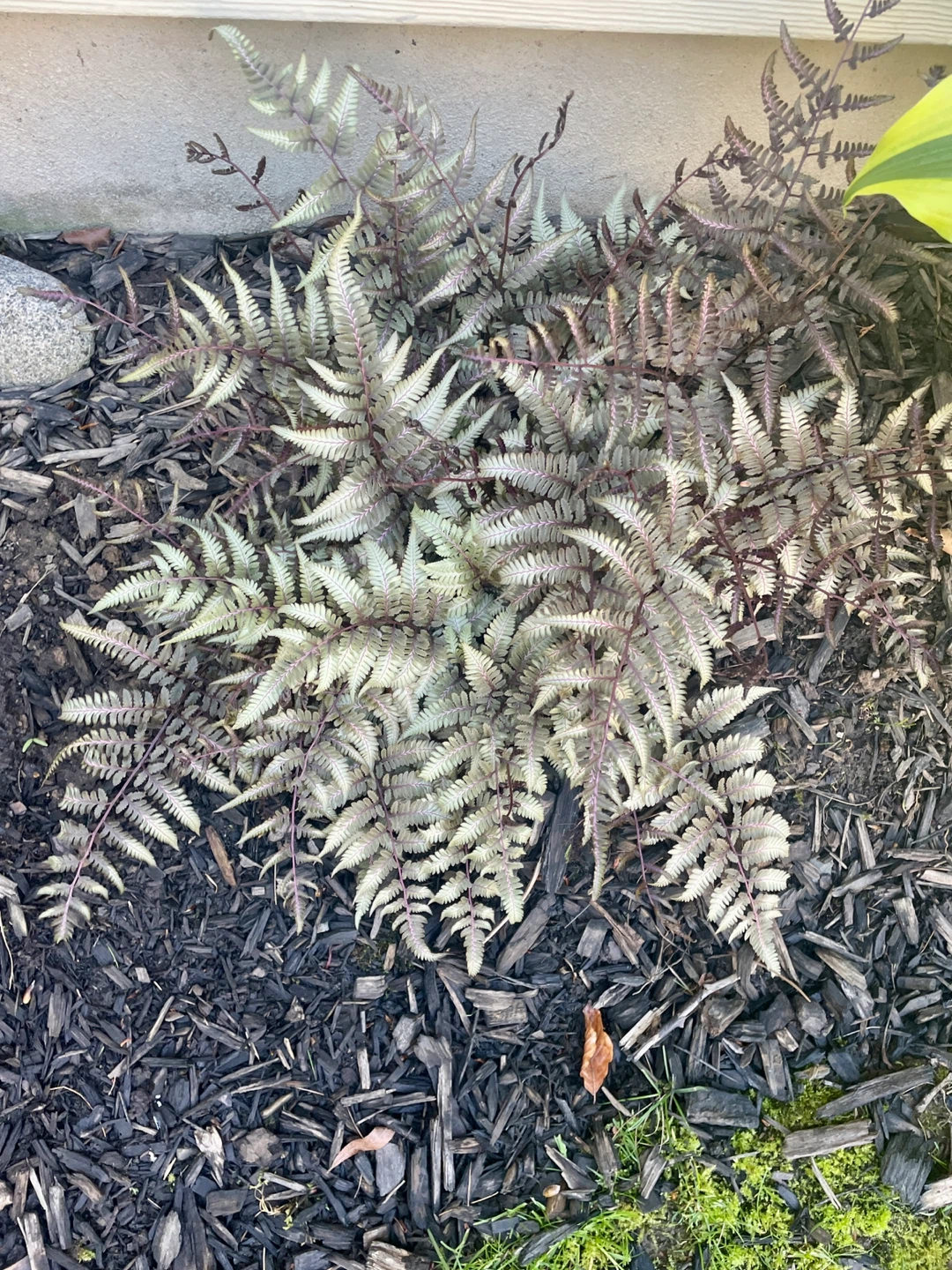 Japanese Painted Fern for shade Full Plant