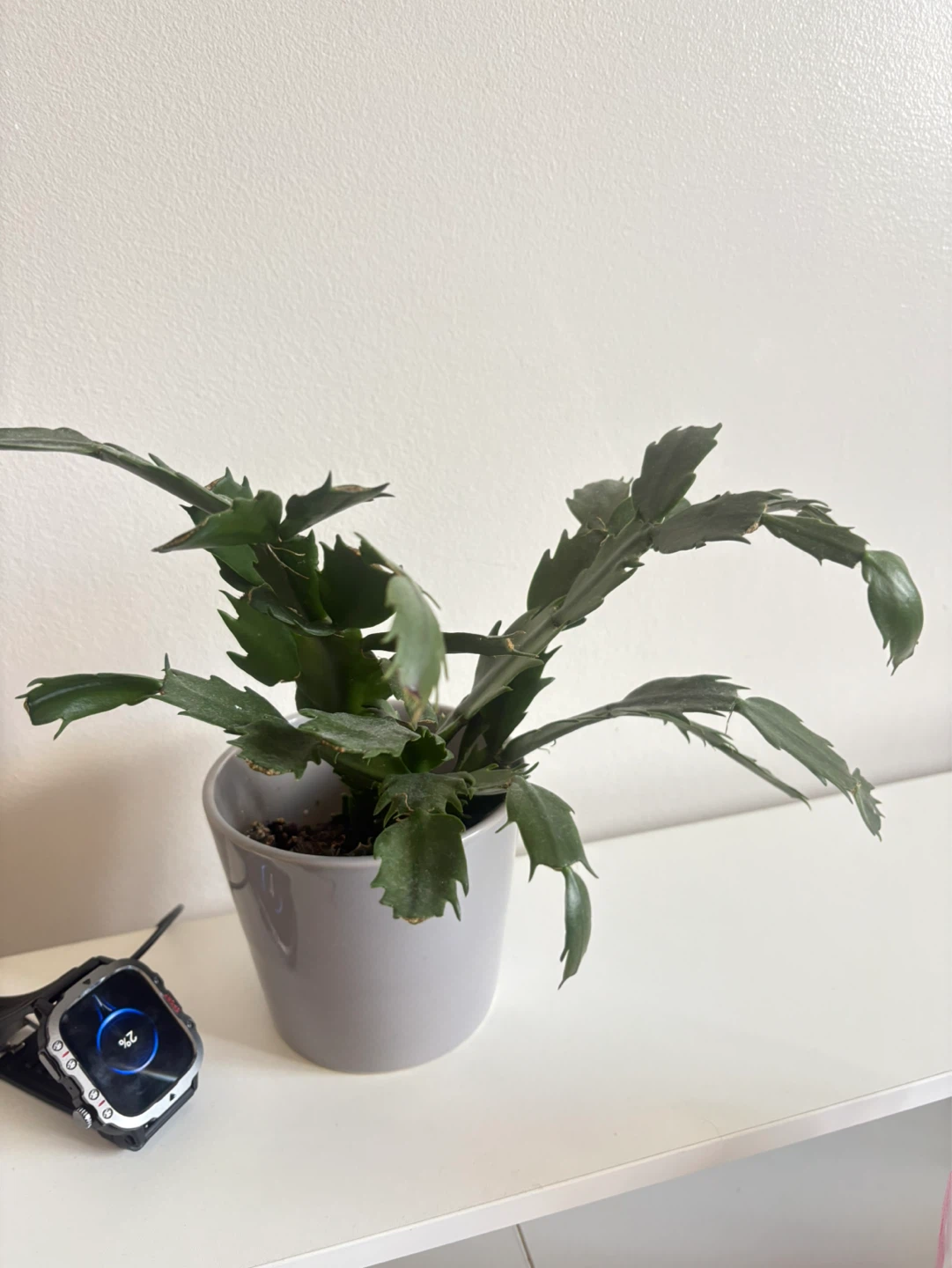 Potted Christmas Cactus - photo 2