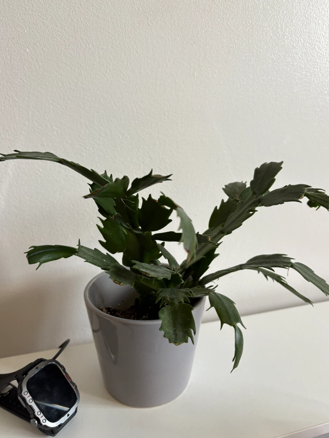 Potted Christmas Cactus