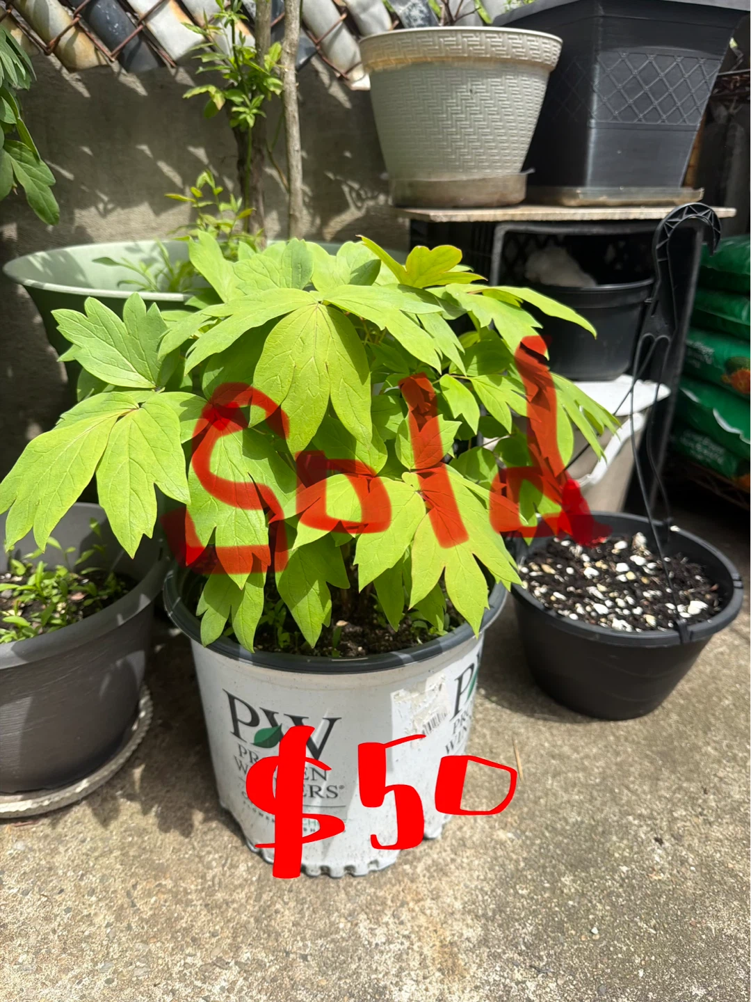 Tree Peony for sale- $40 to $400 - photo 5