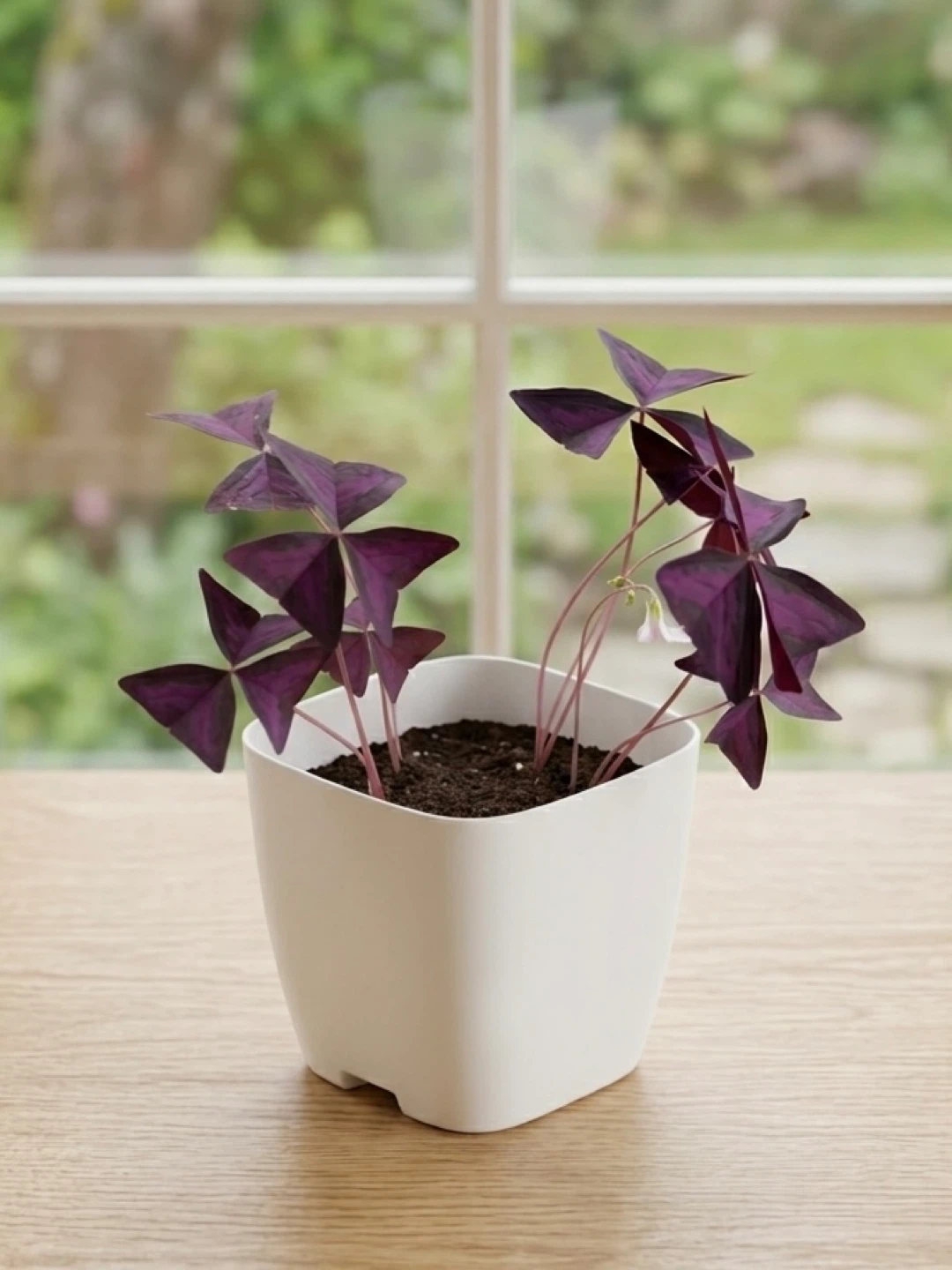 Purple Shamrock Plant in White Pot - photo 2
