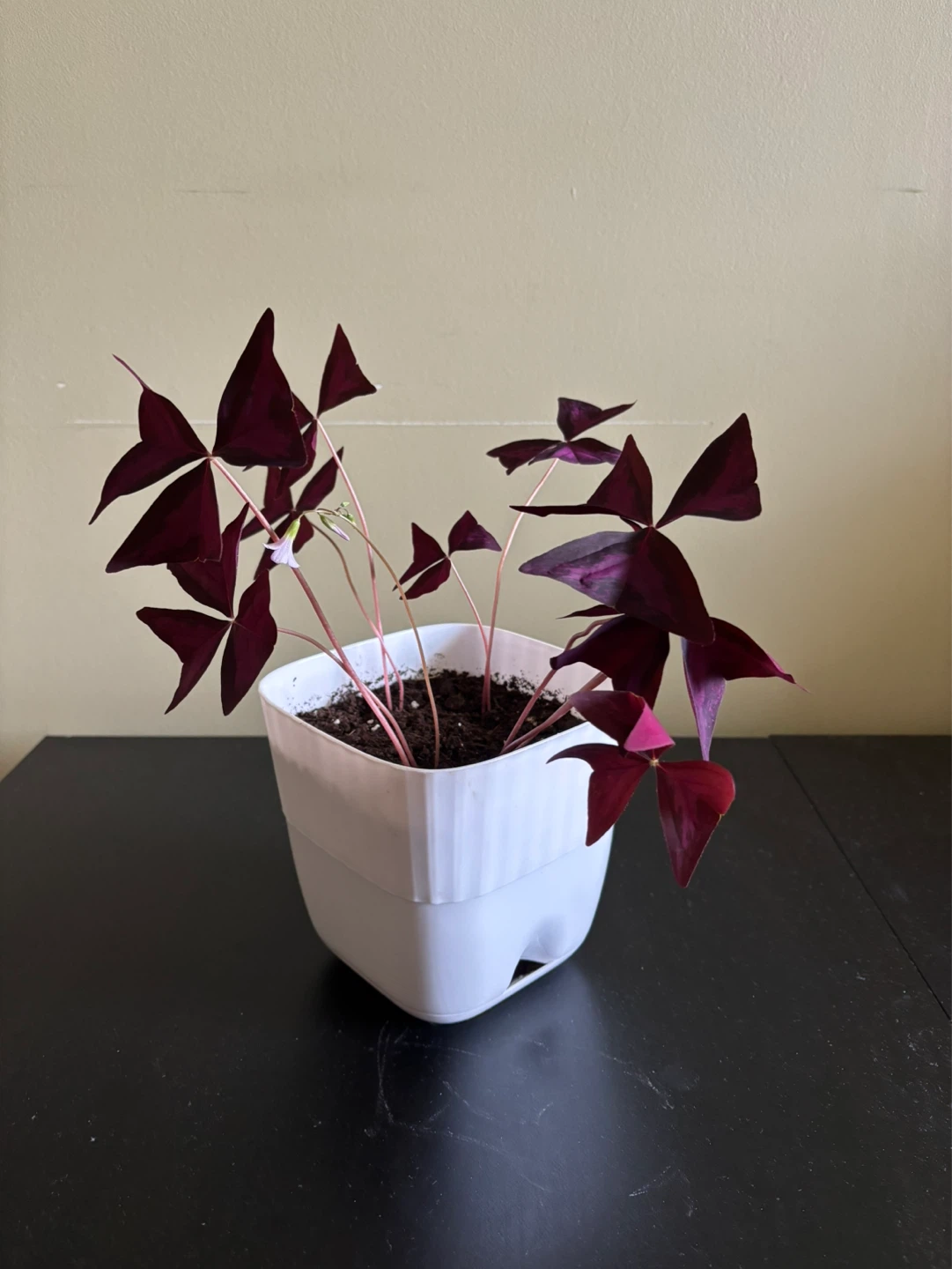 Purple Shamrock Plant in White Pot - photo 3