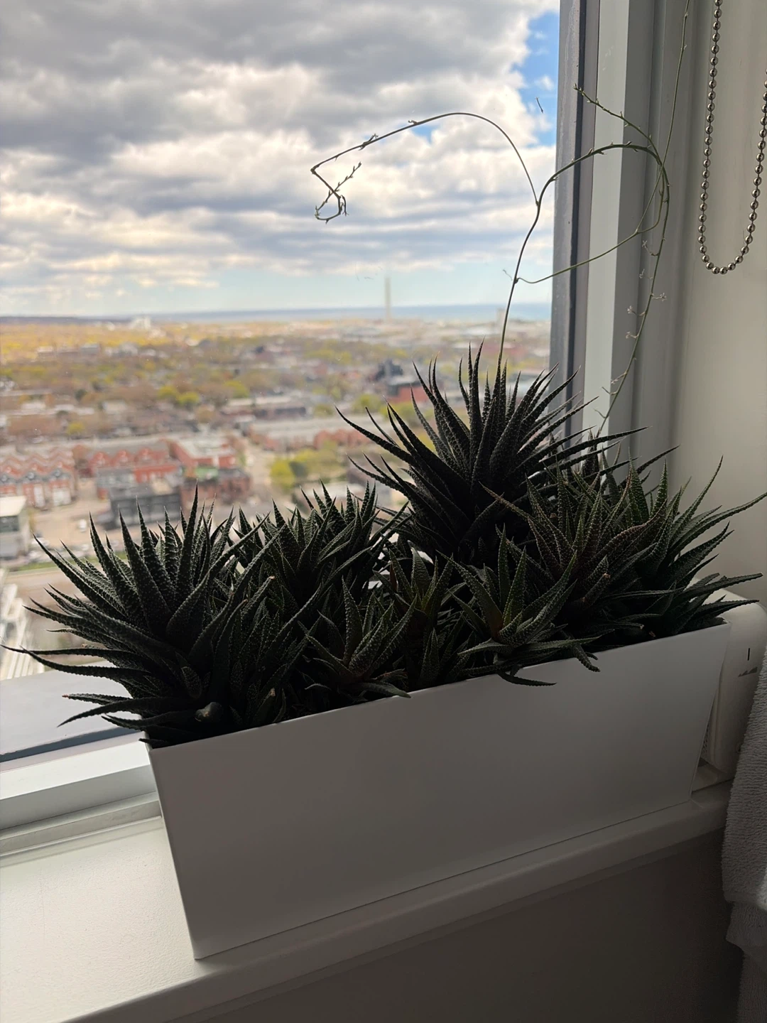 Haworthia Plant in White Planter