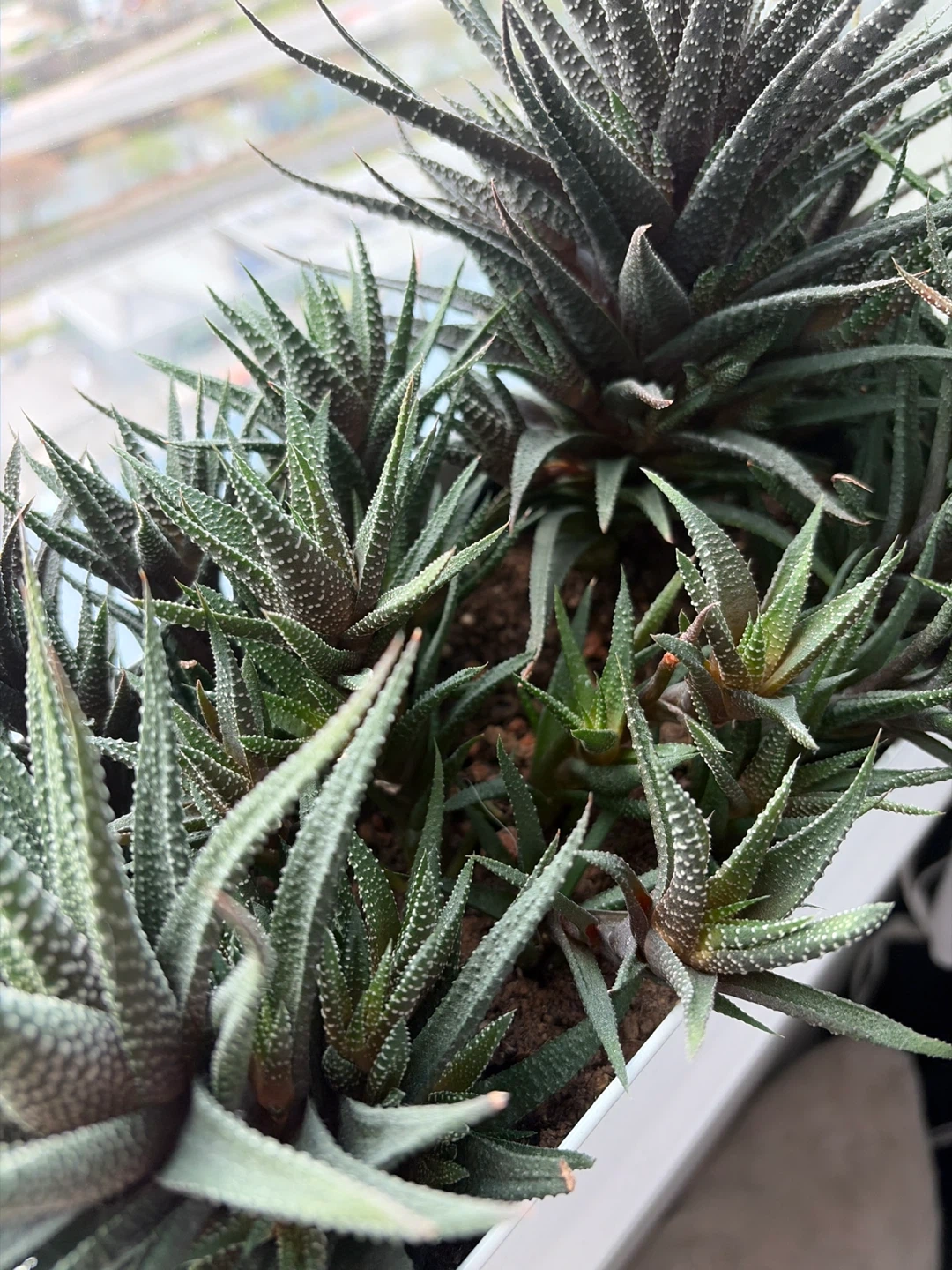 Haworthia Plant in White Planter - photo 2