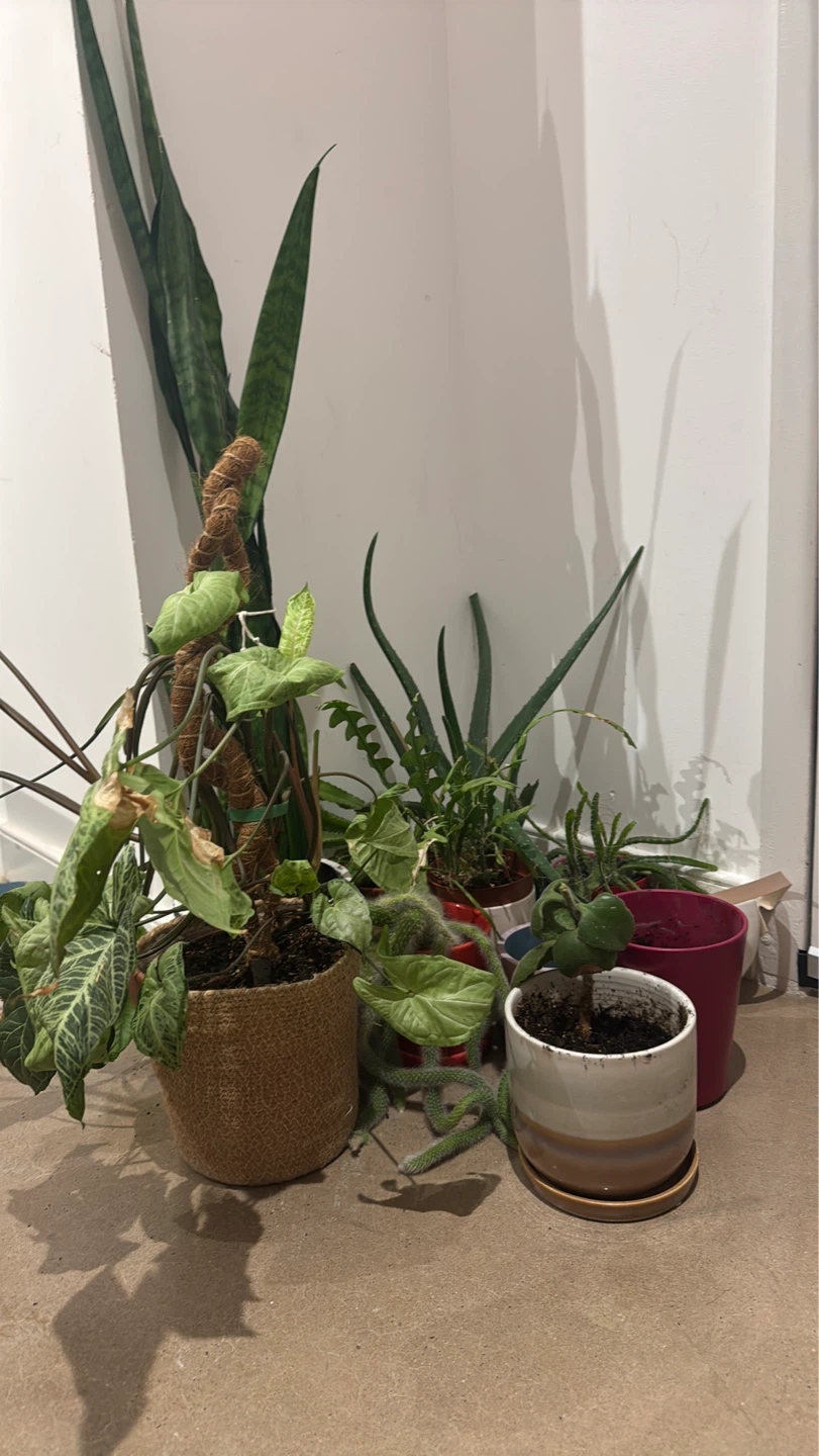 🪴 Moving Sale – Houseplants & Succulents— pickup only