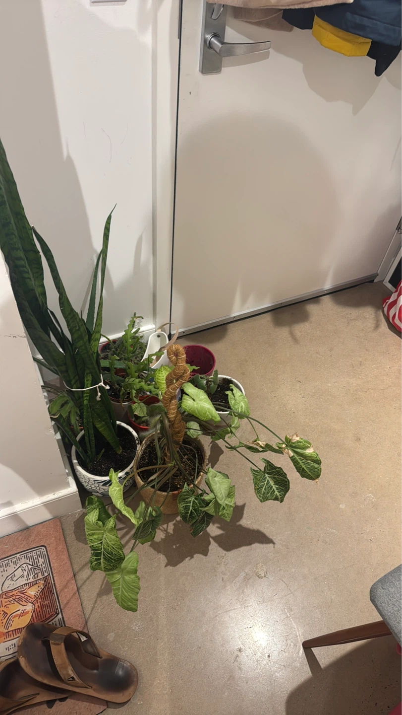 🪴 Moving Sale – Houseplants & Succulents— pickup only - photo 3