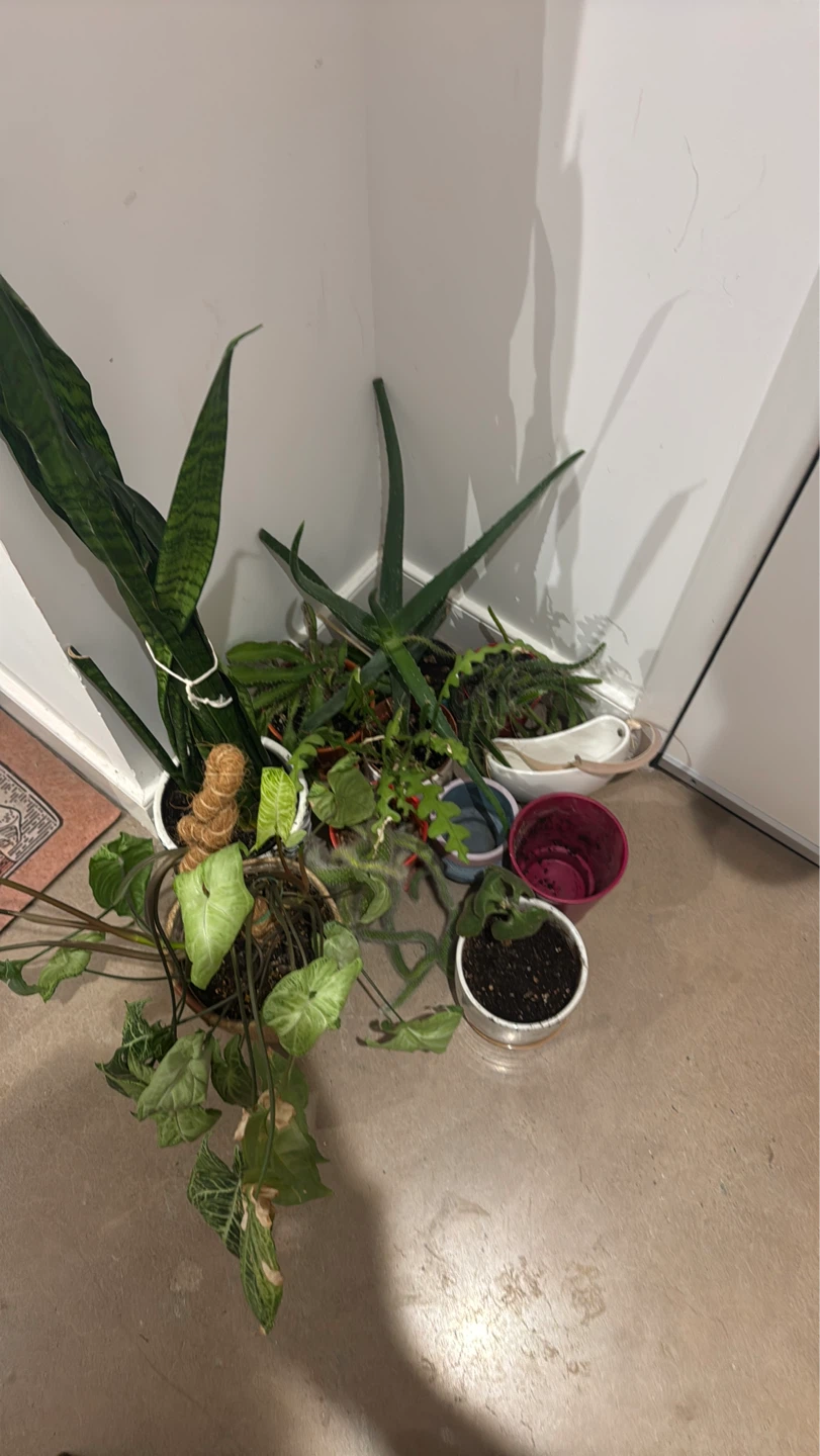 🪴 Moving Sale – Houseplants & Succulents— pickup only - photo 2