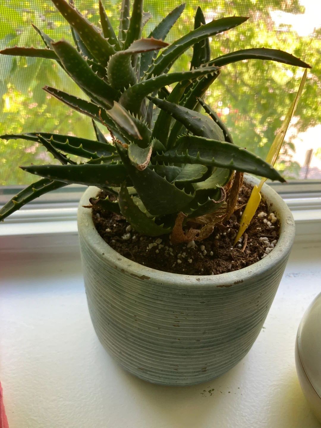 Cactus plant in Blue Pot