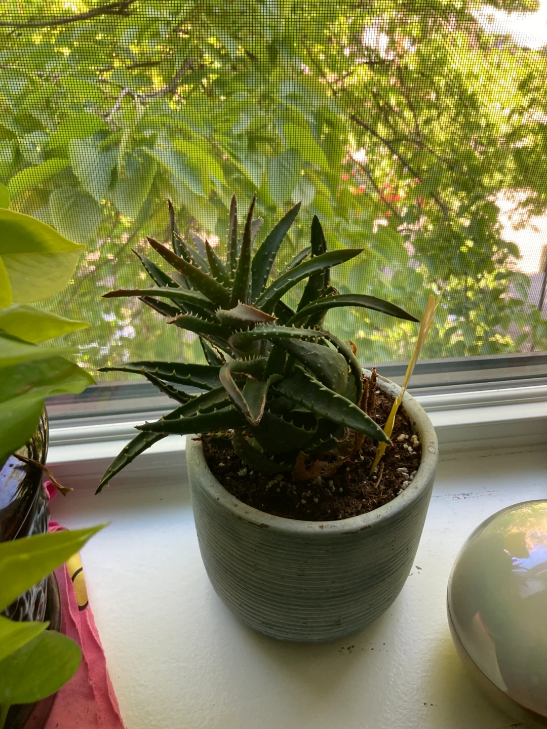 Cactus plant in Blue Pot - photo 2