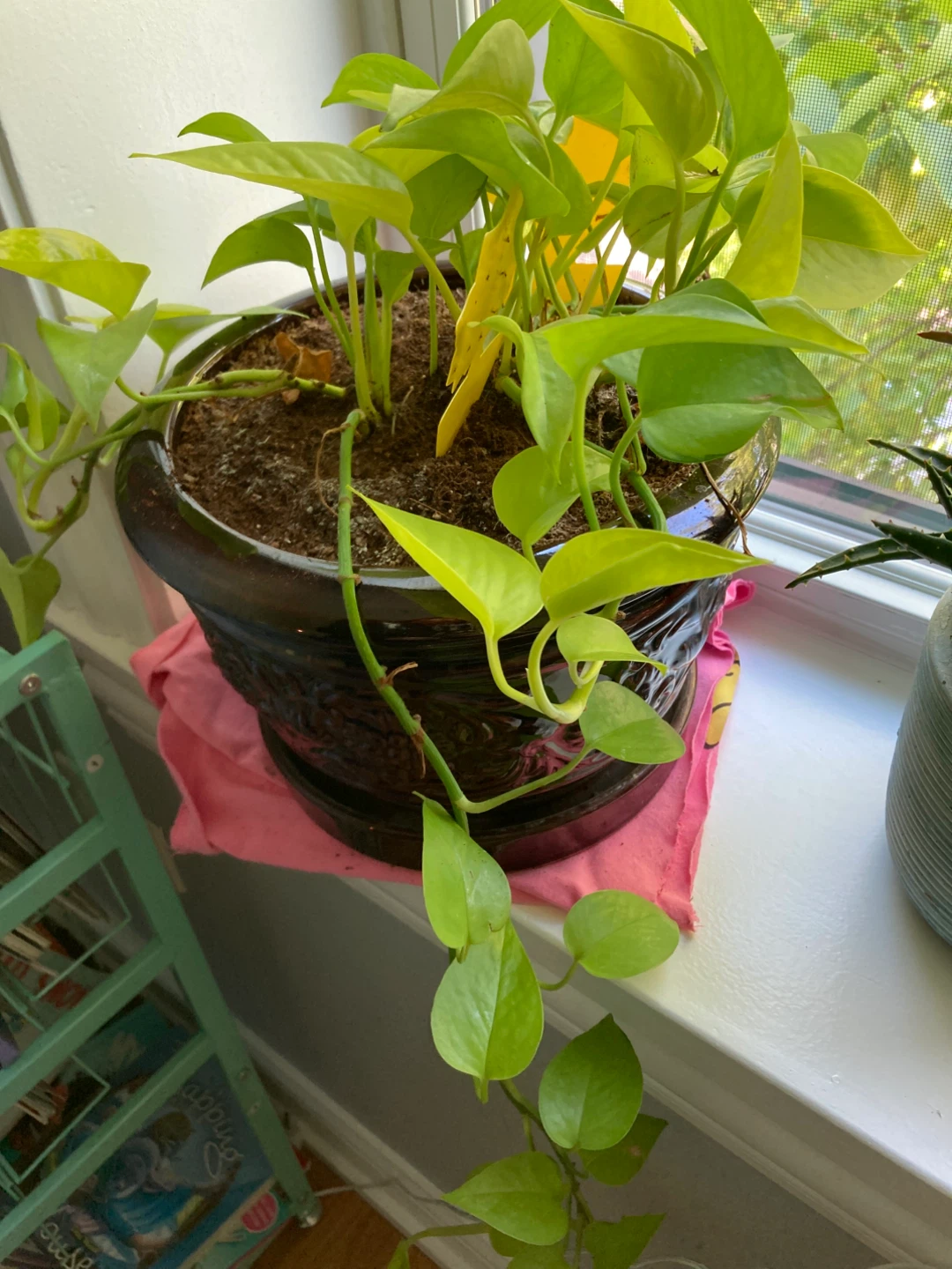 Pothos Plant in Dark Brown Pot