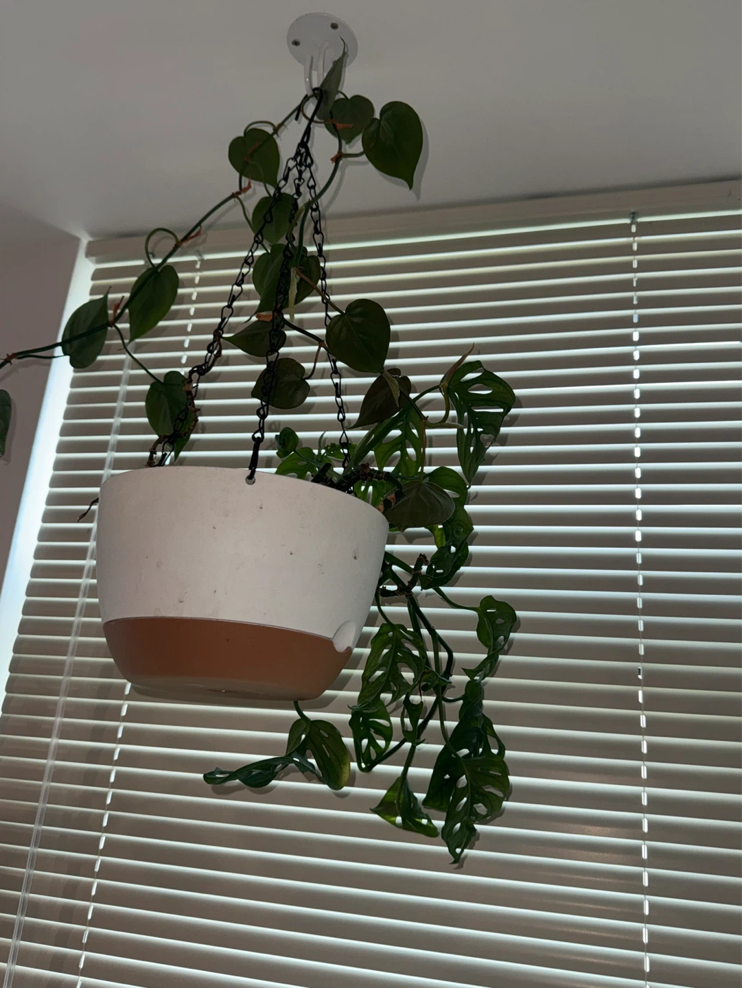 Houseplants: Philodendron/Monstera Adansonii– Pickup Only - photo 4