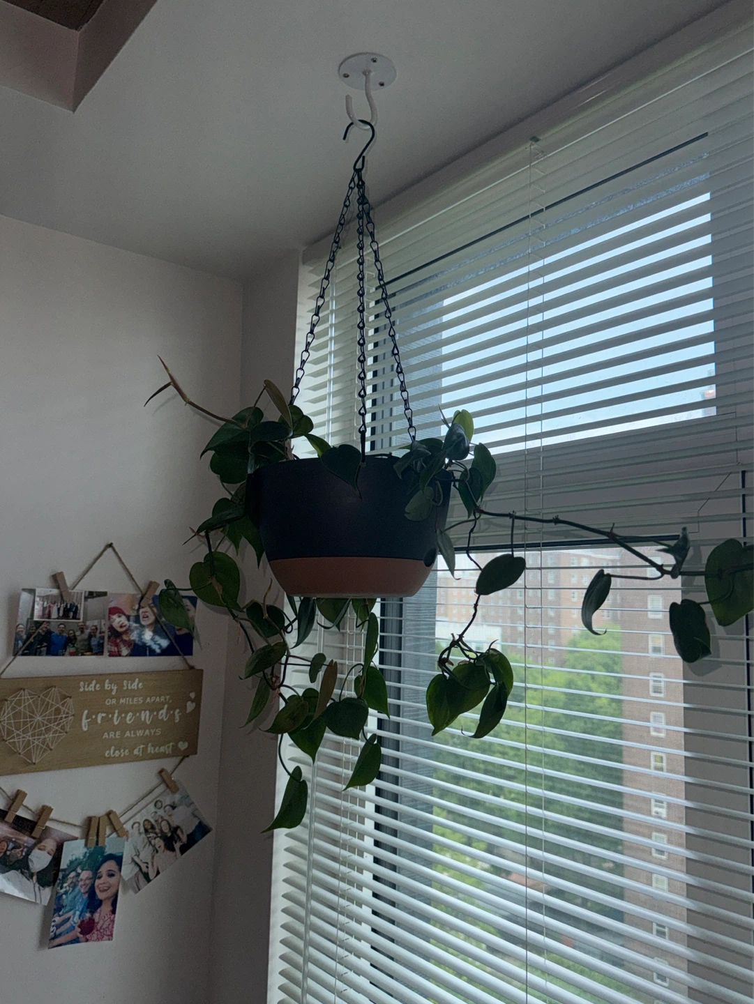 Houseplants: Philodendron/Monstera Adansonii– Pickup Only - photo 2