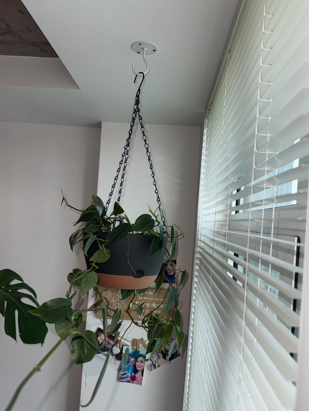 Houseplants: Philodendron/Monstera Adansonii– Pickup Only