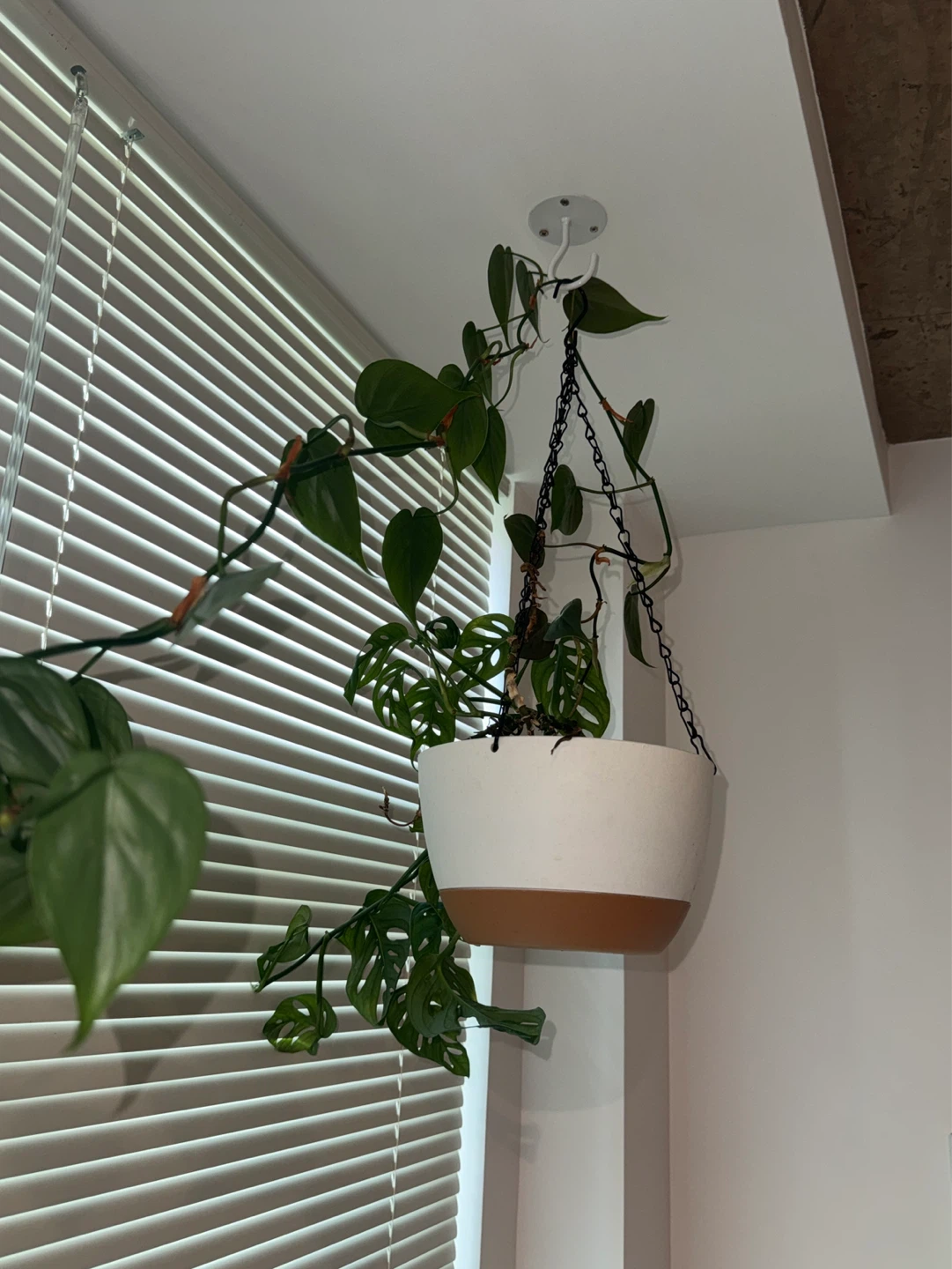 Houseplants: Philodendron/Monstera Adansonii– Pickup Only - photo 3