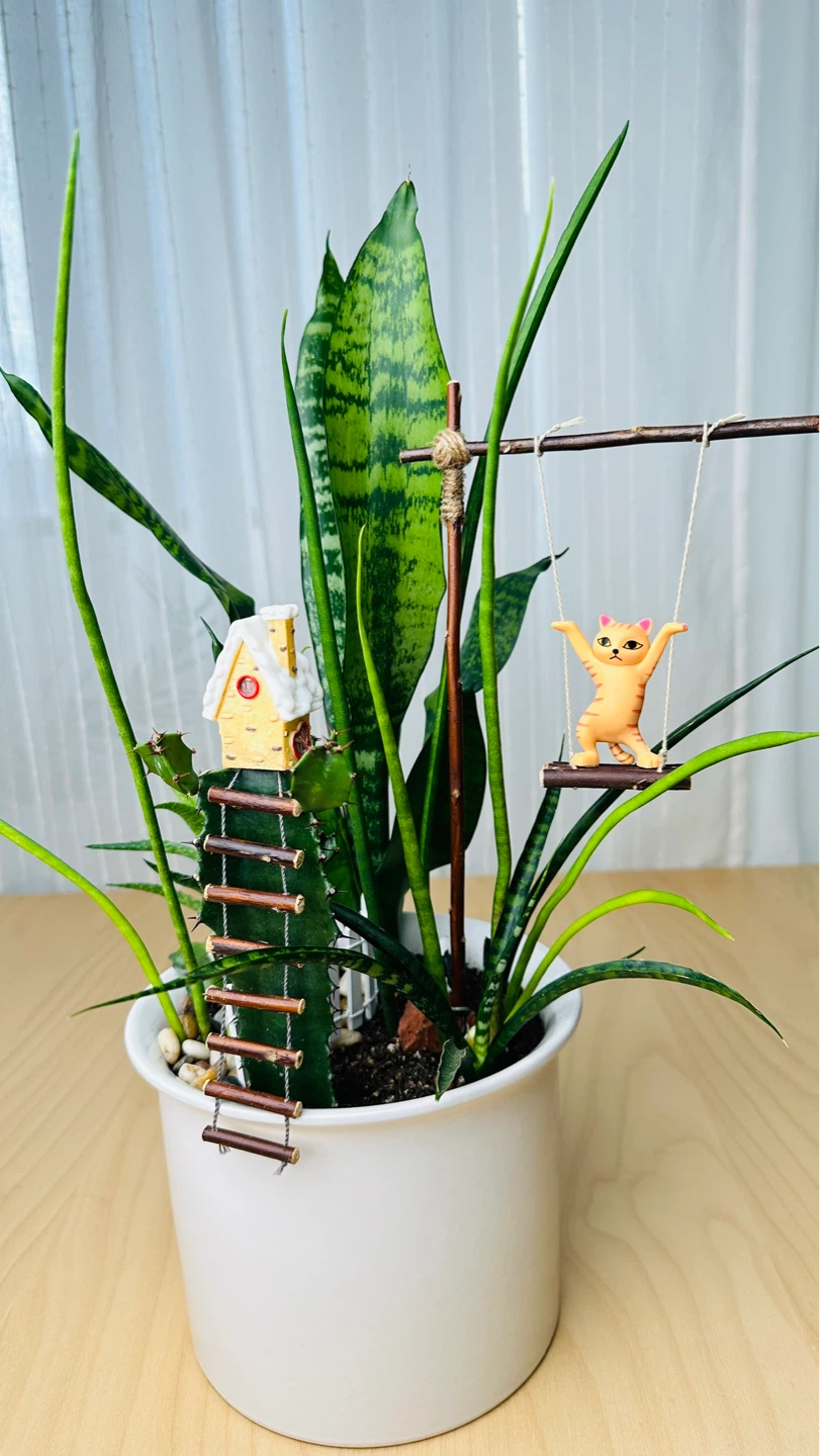 Super cute & low maintenance plants on Sale