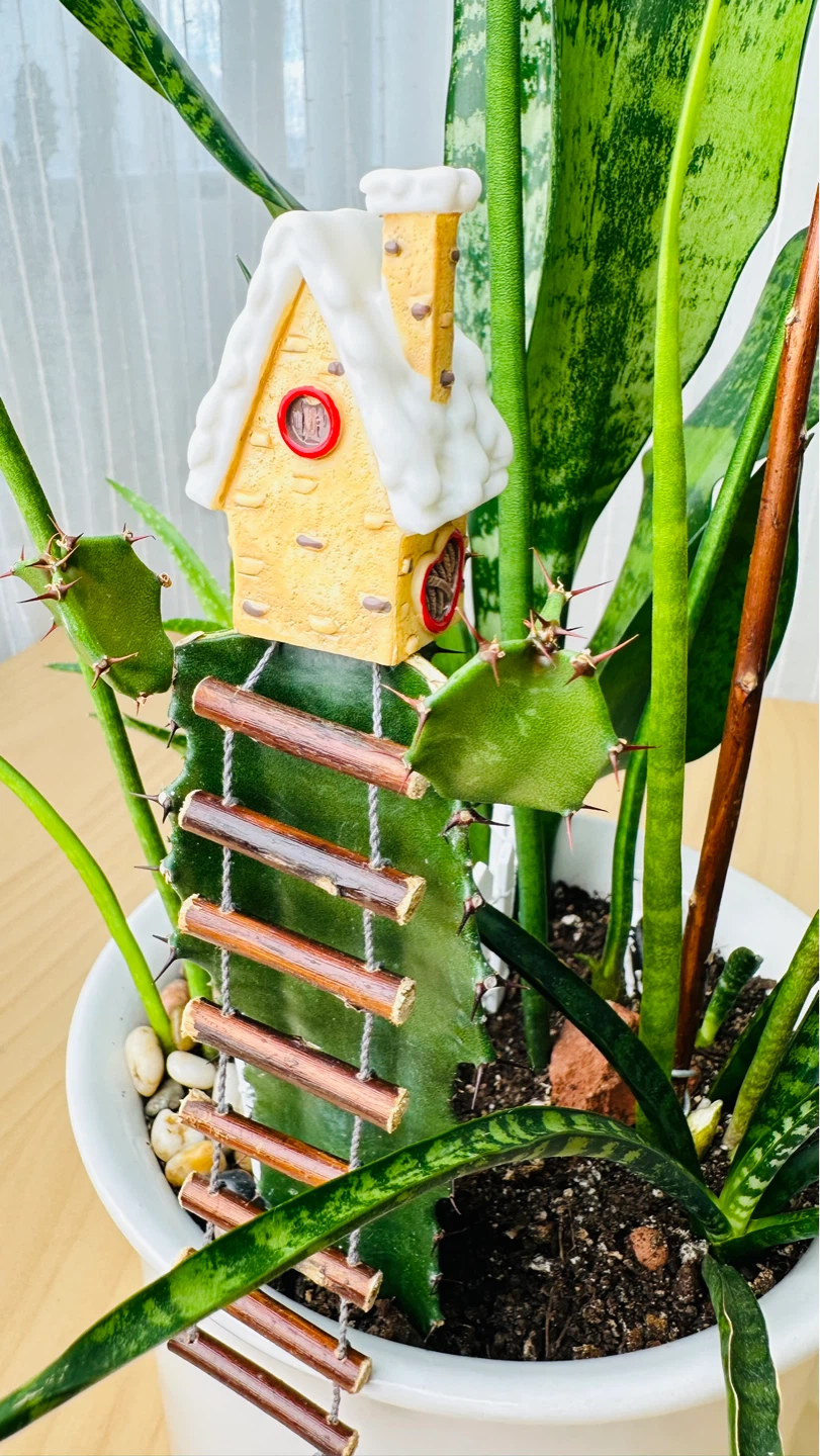 Super cute & low maintenance plants on Sale - photo 3