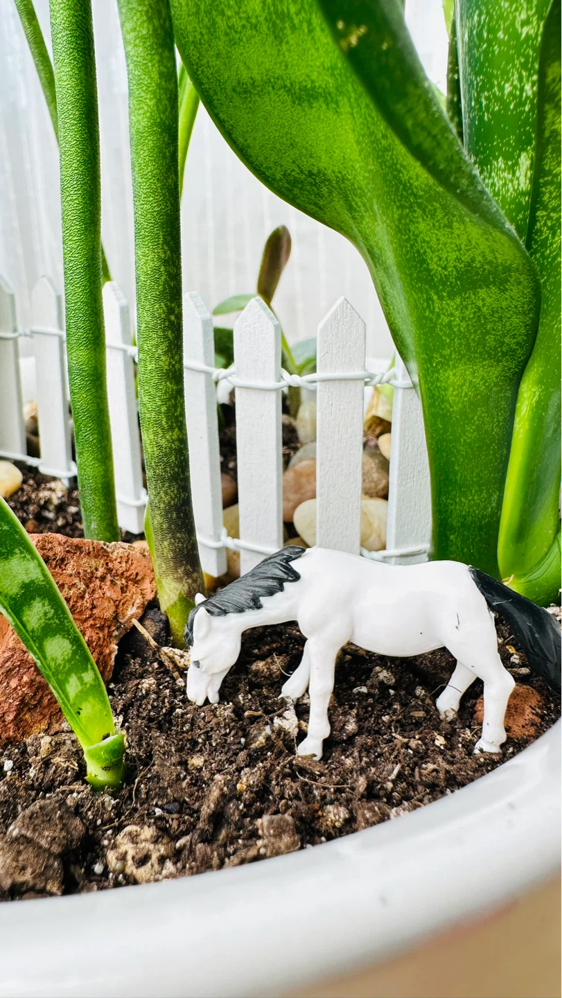 Super cute & low maintenance plants on Sale - photo 4