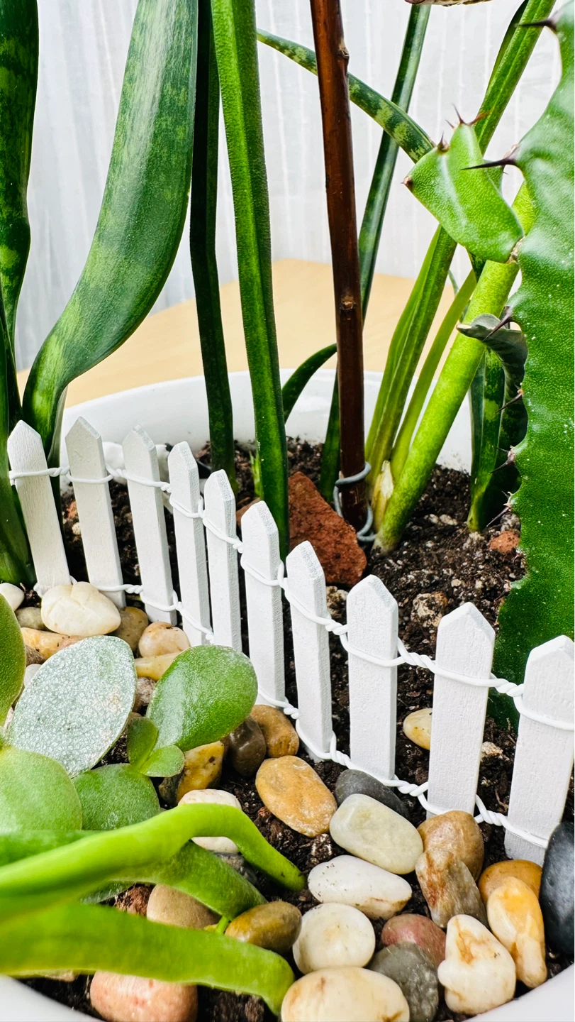 Super cute & low maintenance plants on Sale - photo 5