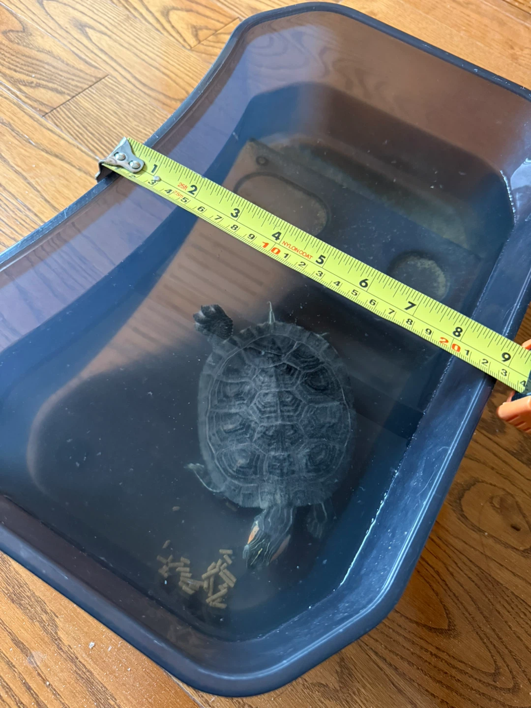 Red Eared Slider Turtle and Tank - photo 2