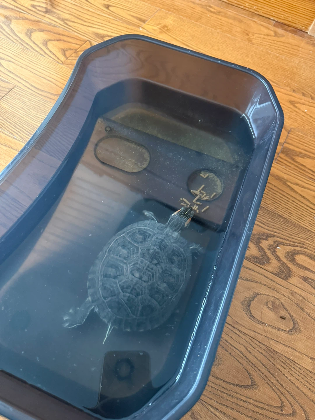 Red Eared Slider Turtle and Tank