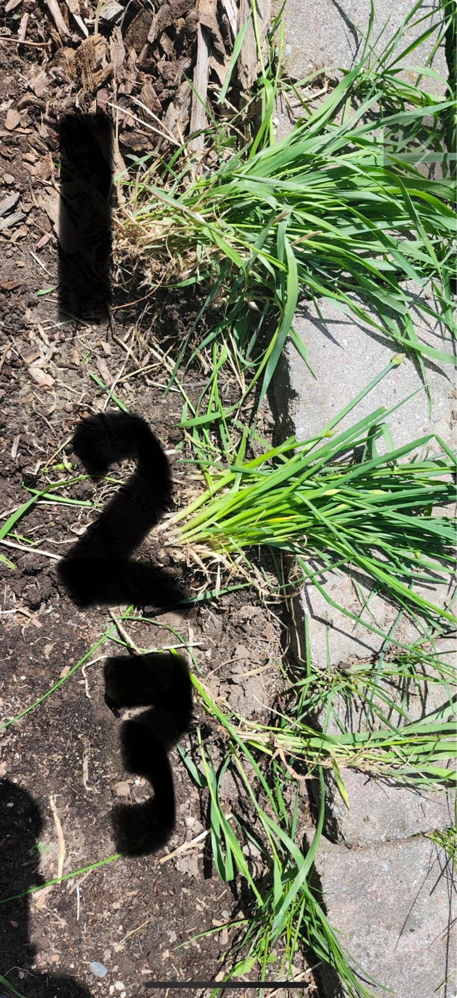 Chives