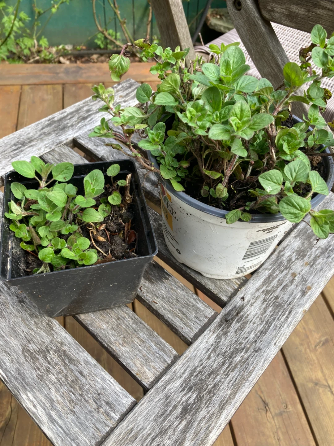 Two Potted Oregano Plants
