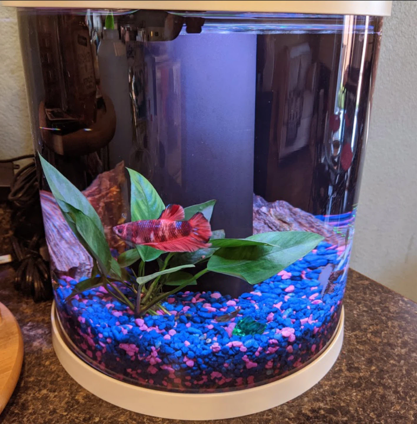 Top Fin Bettaflo 3.5 Gallon Aquarium Kit - photo 5