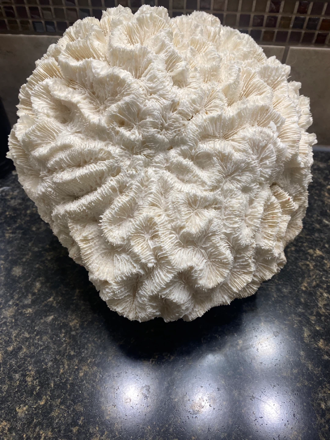 Decorative Coral Pieces (3)