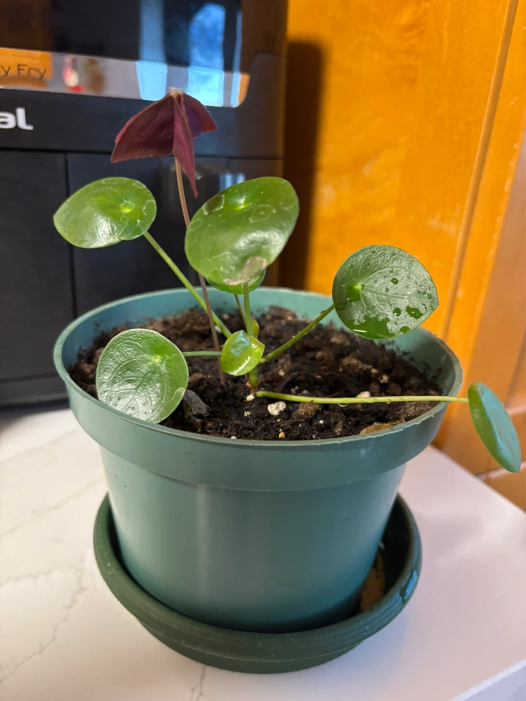 Chinese Money Plant