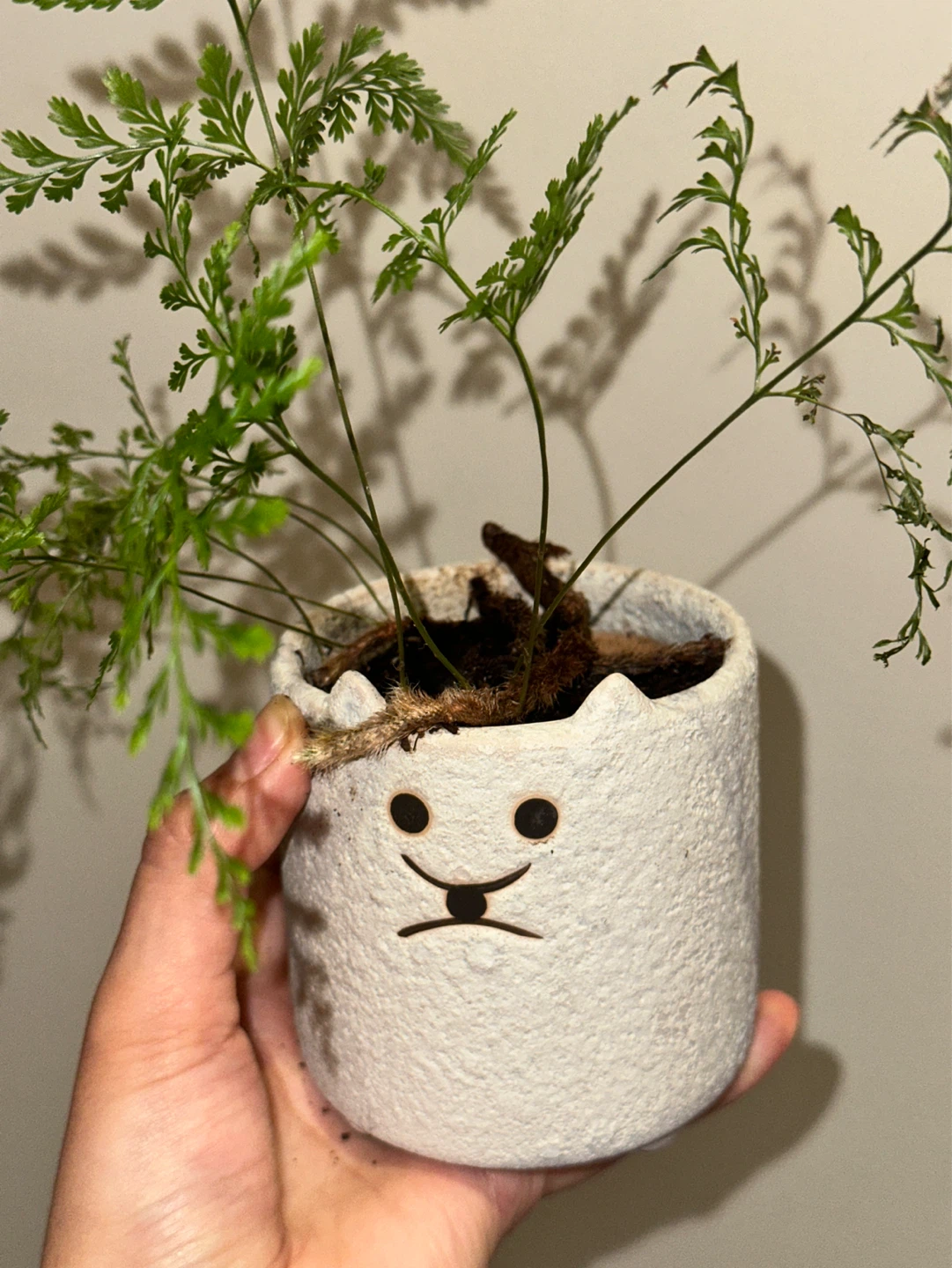 Rabbit's Foot Fern Plant - photo 2
