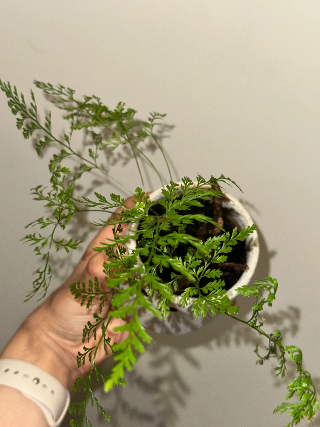 Rabbit's Foot Fern Plant - photo 3