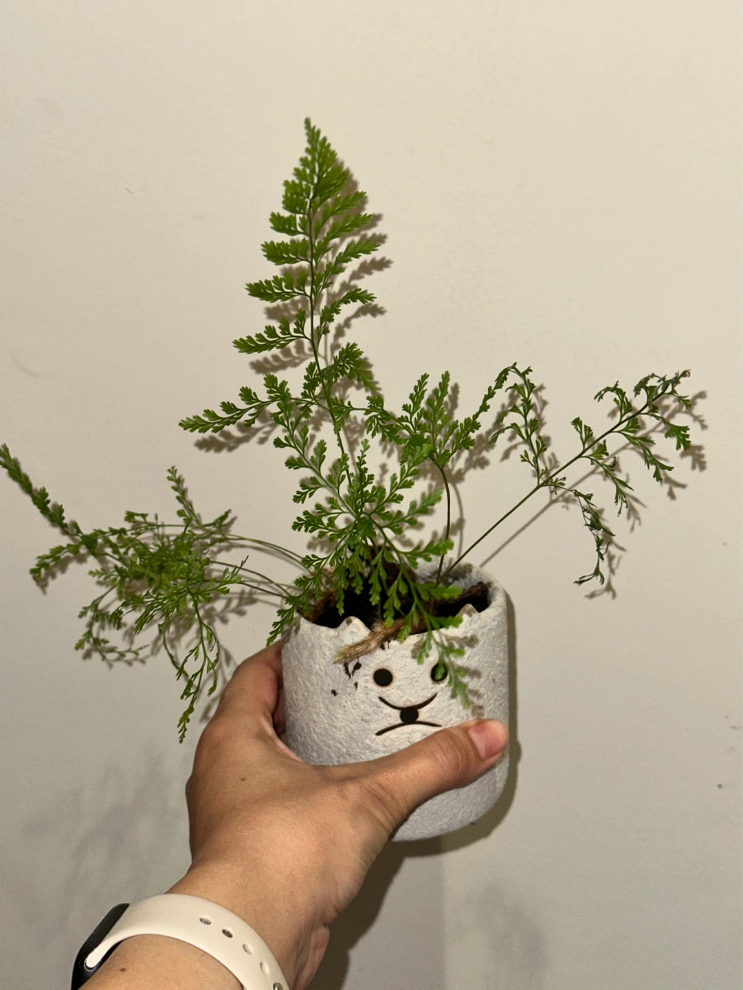 Rabbit's Foot Fern Plant