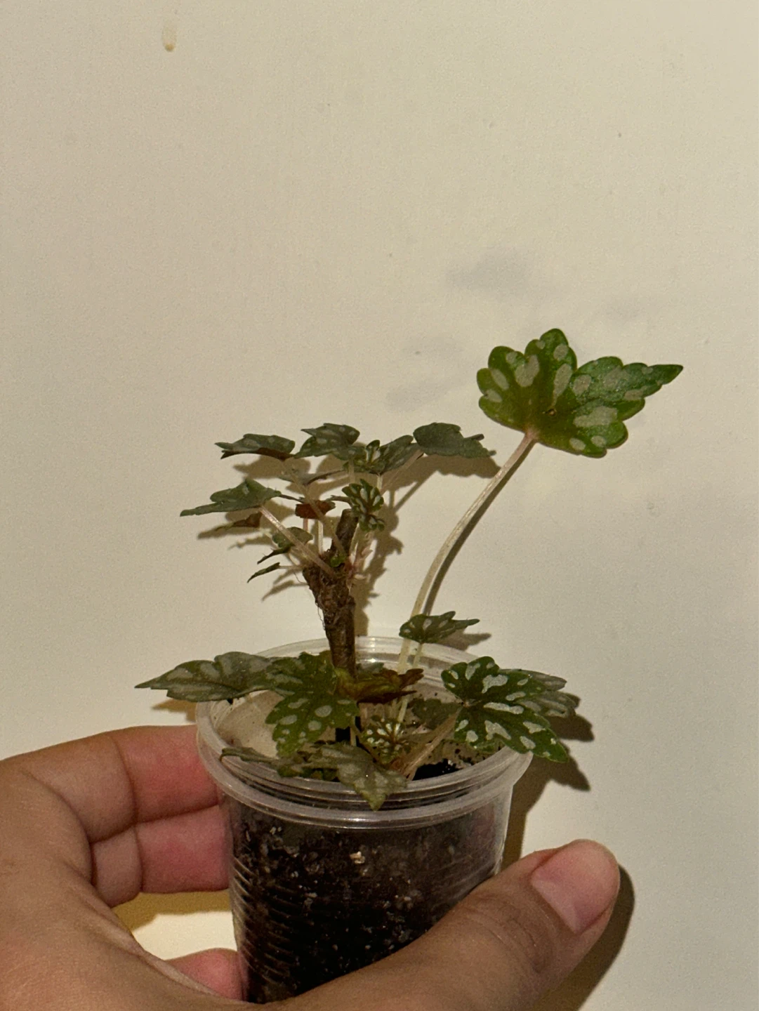 Begonia Dregei Plant - photo 2