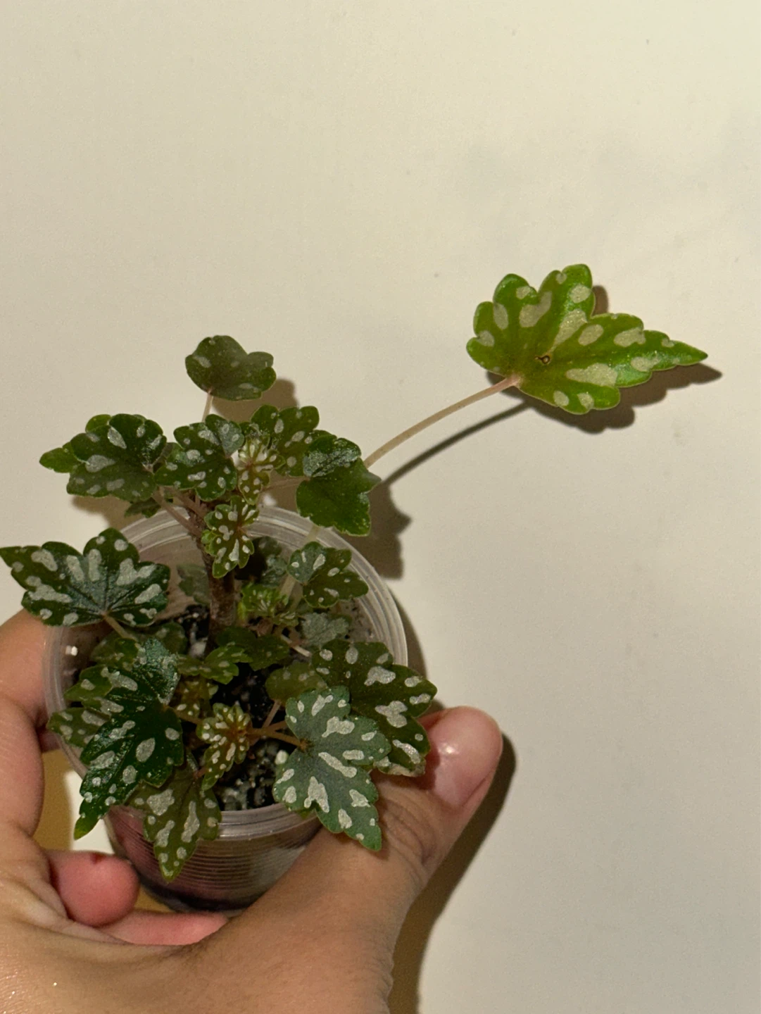 Begonia Dregei Plant