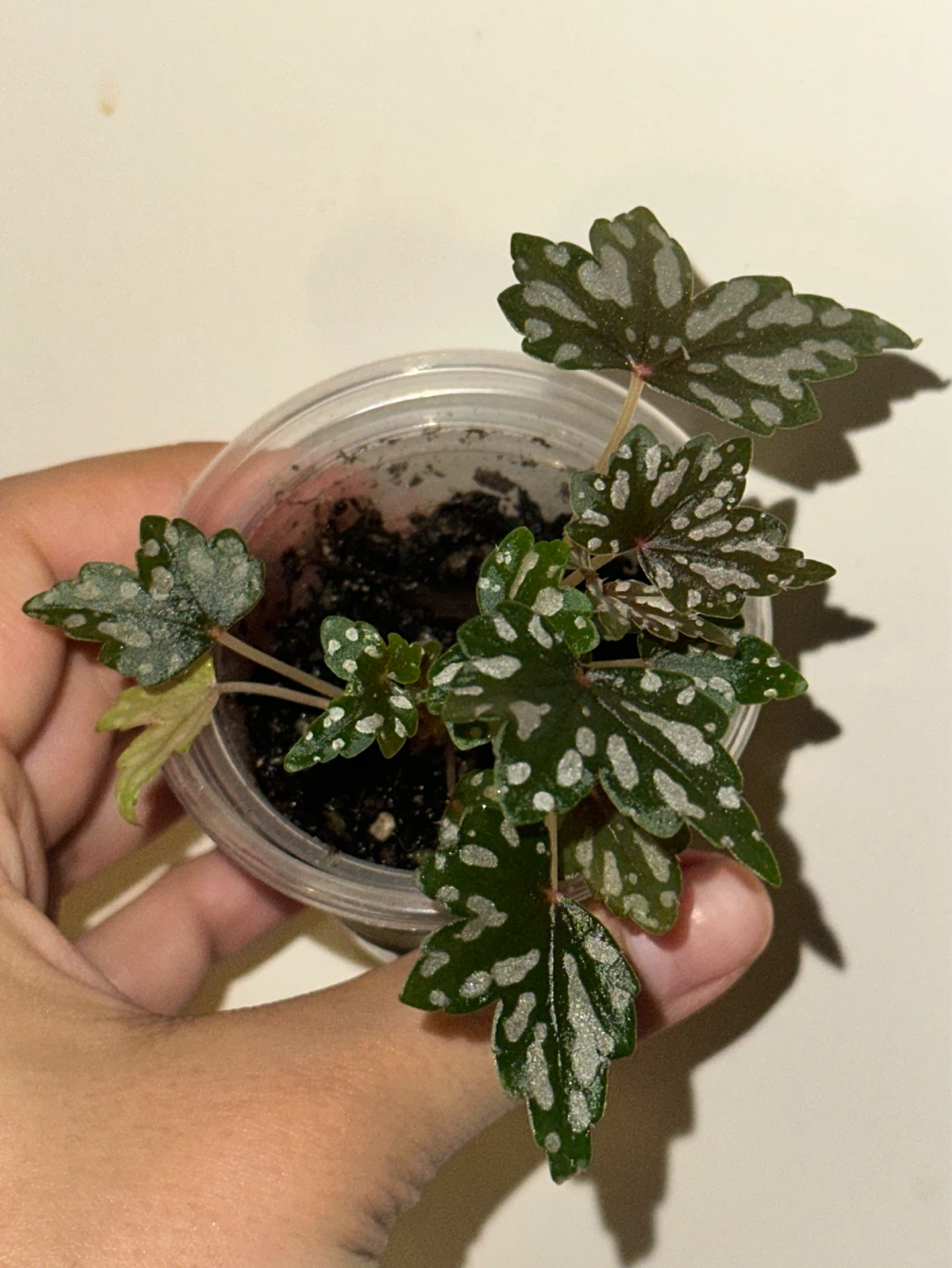Begonia Dregei Plant