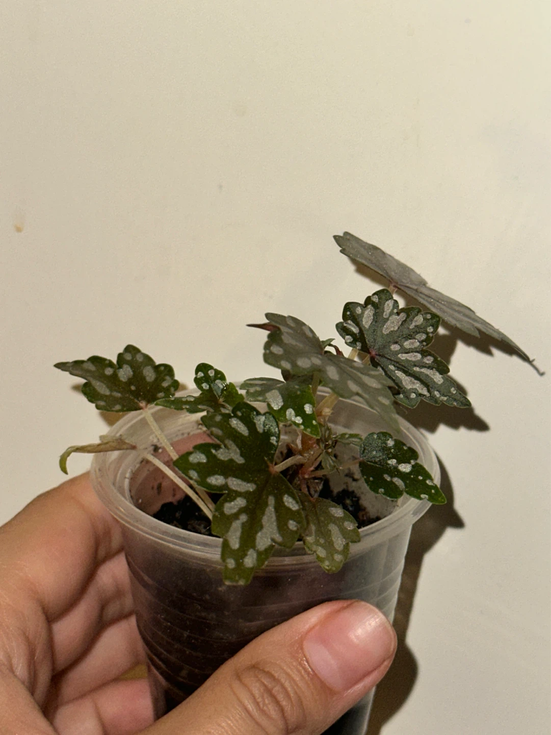 Begonia Dregei Plant - photo 2