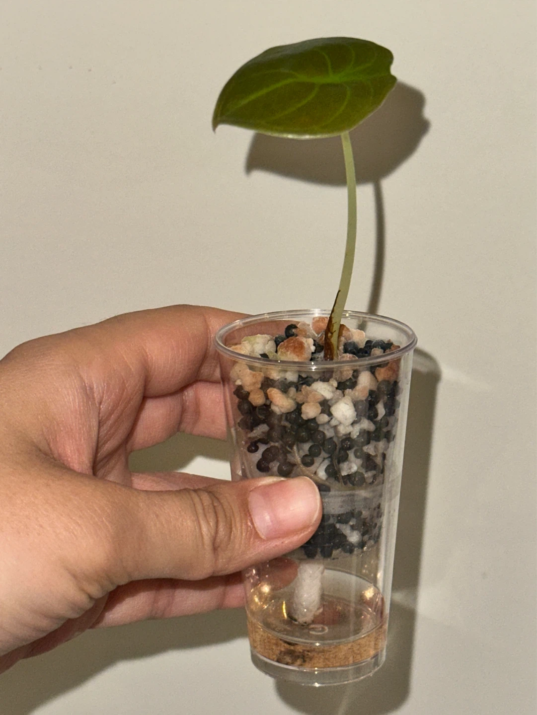 Alocasia Cuprea Plant - photo 2