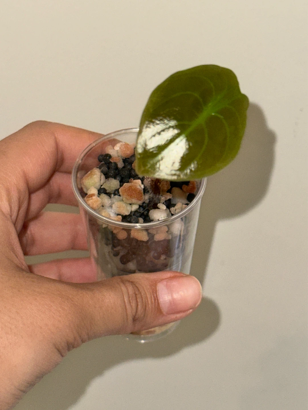 Alocasia Cuprea Plant