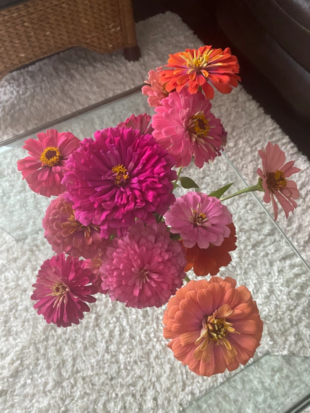 Zinnia seeds - photo 4