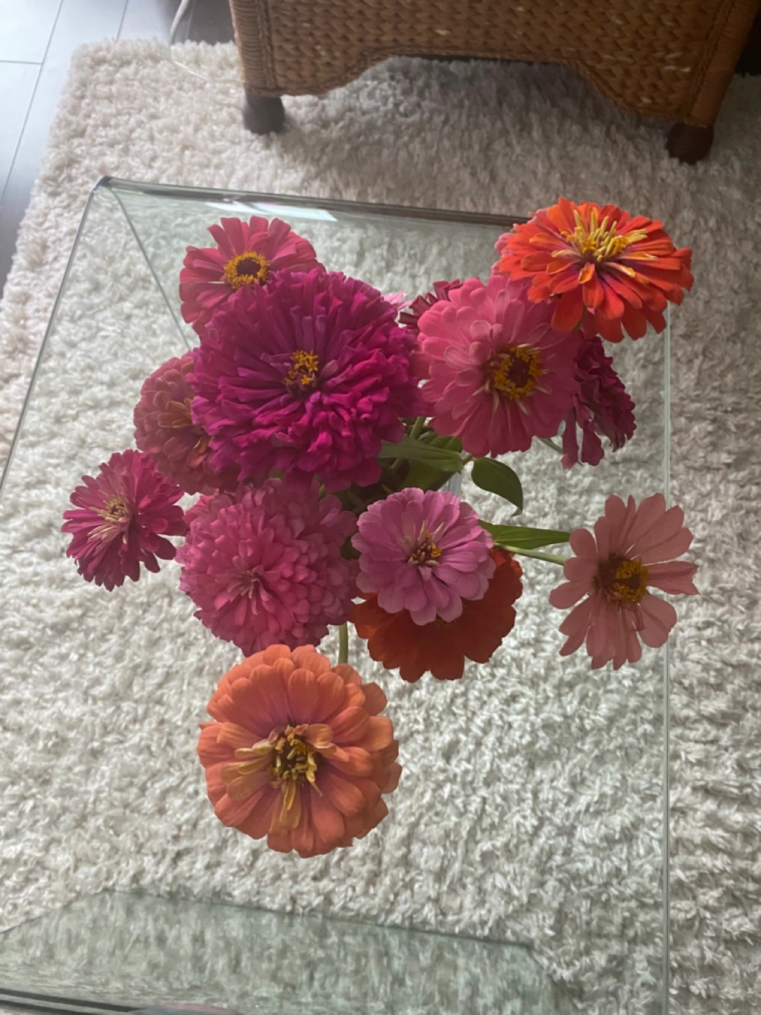 Zinnia seeds - photo 5