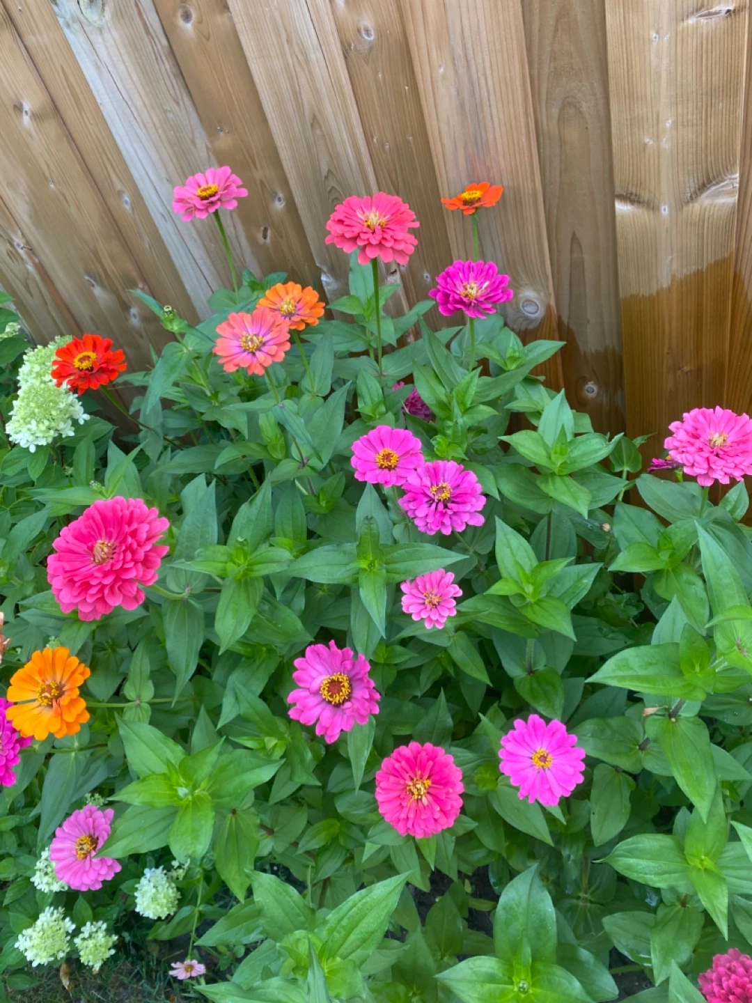 Zinnia seeds - photo 2