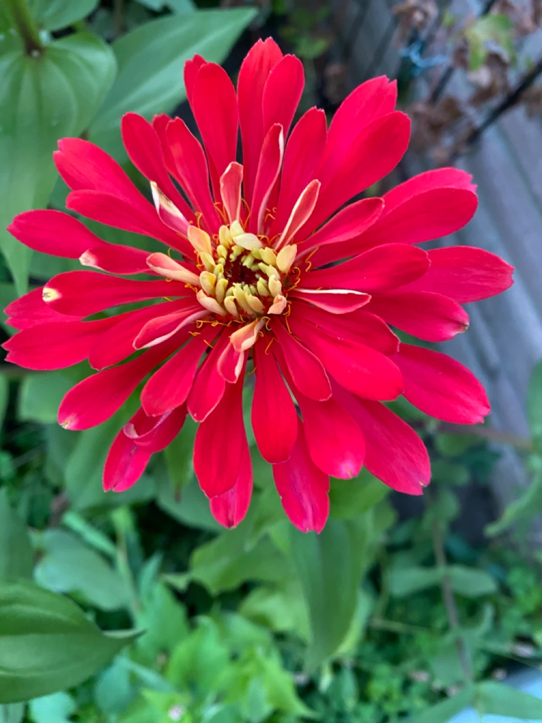 Zinnia seeds