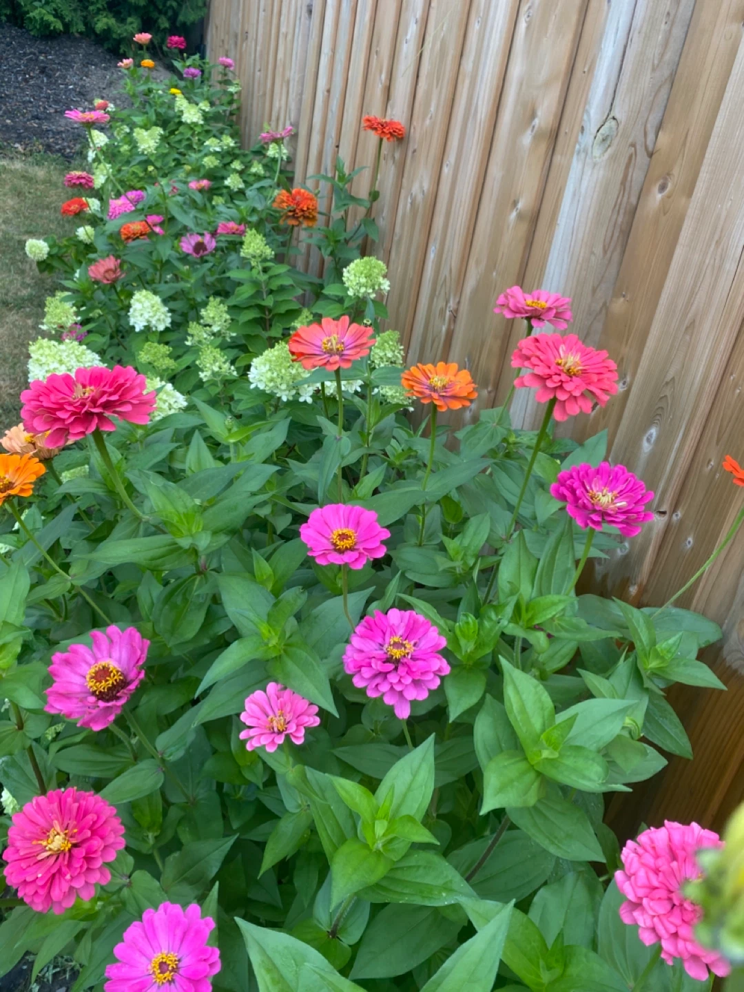 Zinnia seeds - photo 3