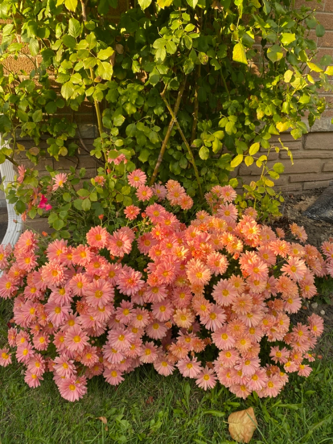 Mums - photo 2